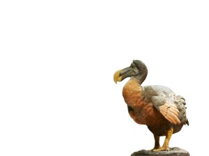 dodo